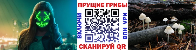 Галлюциногенные грибы Psilocybe  купить   Мосальск 